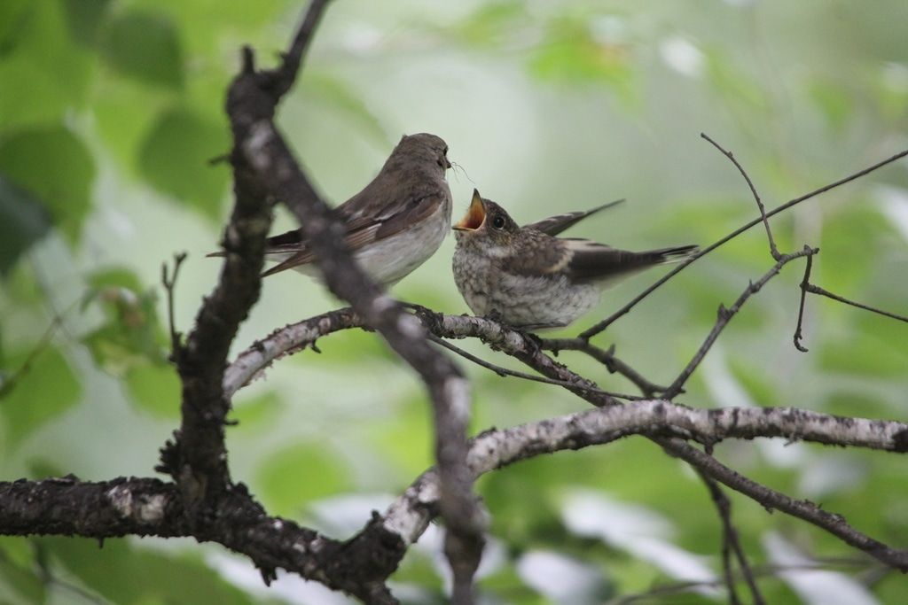 Образование и наука, Погода и природа, Природа, Томские новости, мухоловка пеструшка о чем говорят животные образование Томские ученые пытаются понять, о чем говорят мухоловки-пеструшки