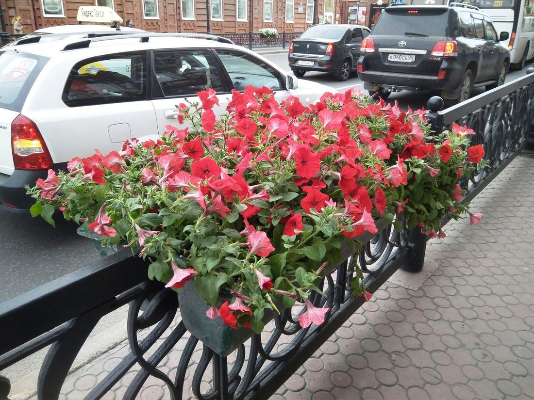 Городское благоустройство, Зелень в городе, Томские новости, петуния растения озеленение красивый город украшение улиц На улицах Томска появятся 700 вазонов с цветущей петунией