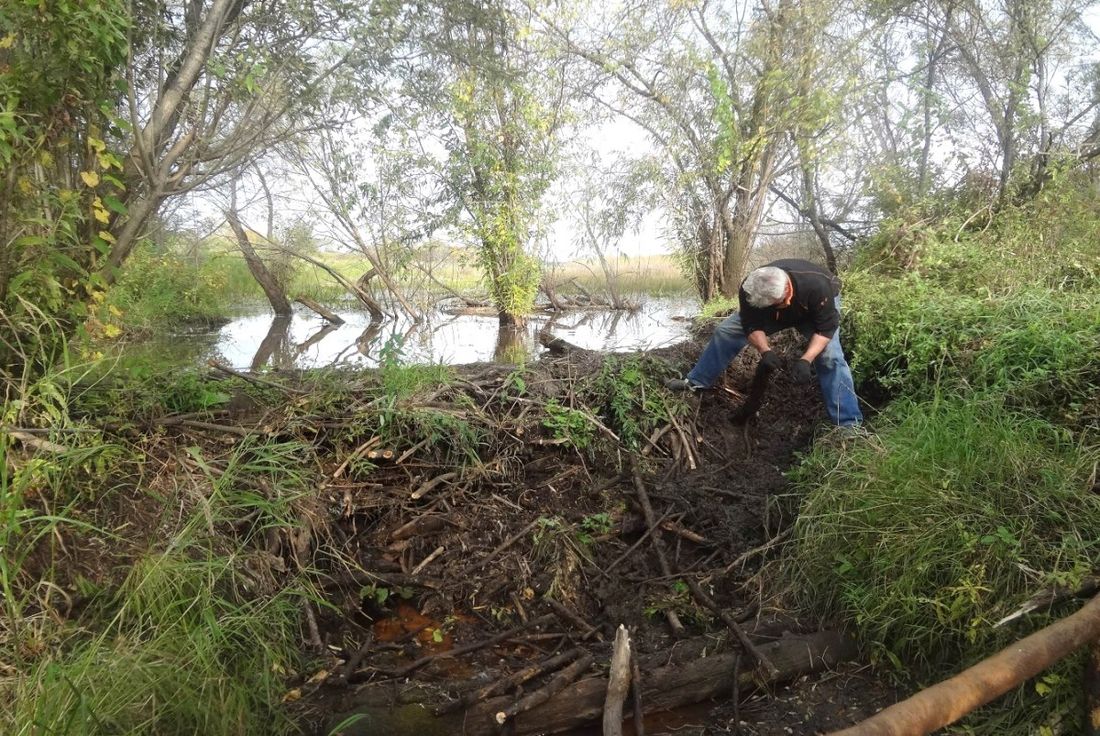 Погода и природа, Природа, ТГУ, Томские новости, бобры добры губернатор против бобров защита животных промысловая рыба рыбалка в Томской области Из-за бобров гибнут сотни тысяч мальков - томские ученые