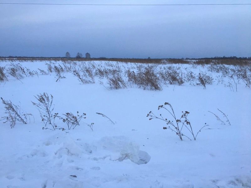 Криминал, Происшествия, Томские новости, криминал наркотики задержали поймали наркомана в поле Полицейские задержали томича, который возвращался с поля с марихуаной