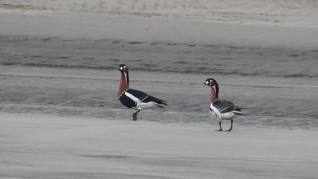 Образование и наука, ТГУ, Томские новости, сырье гнезда птиц редкие птицы Томские ученые нашли ранее неизвестное место гнездования редких птиц в ЯНАО