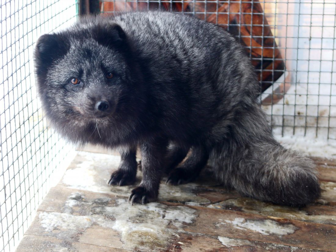 Конкурсы и акции, Праздники, Томские новости, северск зоопарк выбор голосование самая красивая 8 март международный женский день В северском зоопарке выберут самую красивую обитательницу