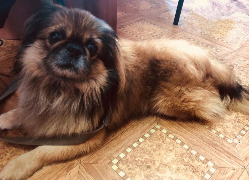 Происшествия, Томские новости, парковка велосипед Рыжик похищенный пес вернули животное Томские полицейские вернули женщине похищенного Рыжика