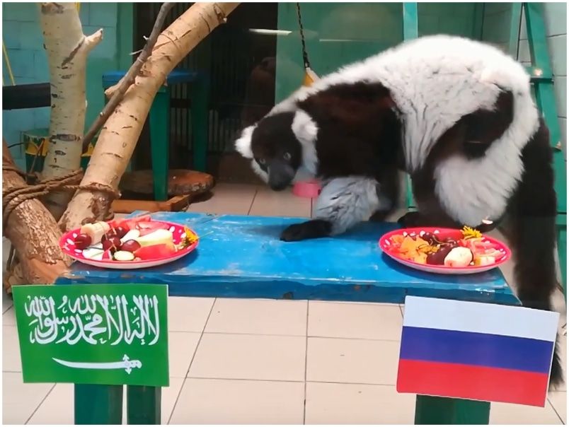 Спорт в Томске, Томские новости, лему саудовская аравия матч чм чемпионат первый матч Лемур из северского зоопарка напророчила победу сборной России в первом матче ЧМ (ВИДЕО)