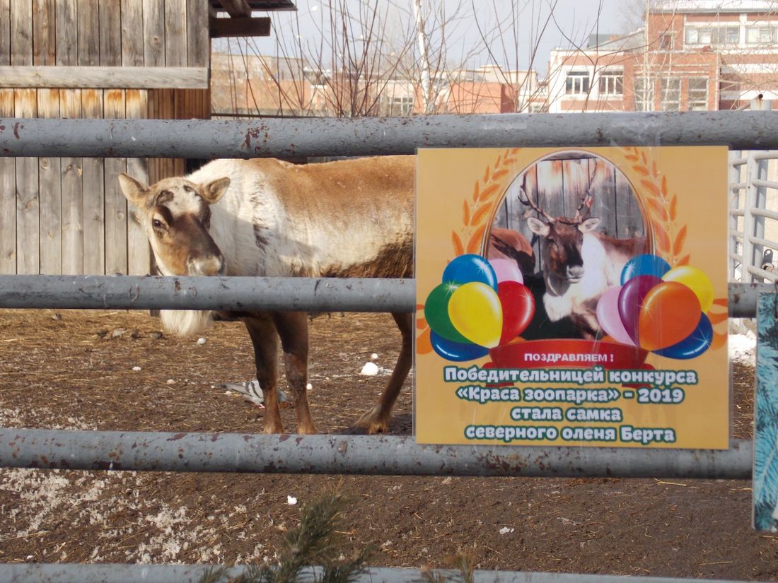 Конкурсы и акции, Томские новости, Северный олень Берта краса зоопарка самая красивая самка Самка северного оленя стала самой красивой в Северском природном парке