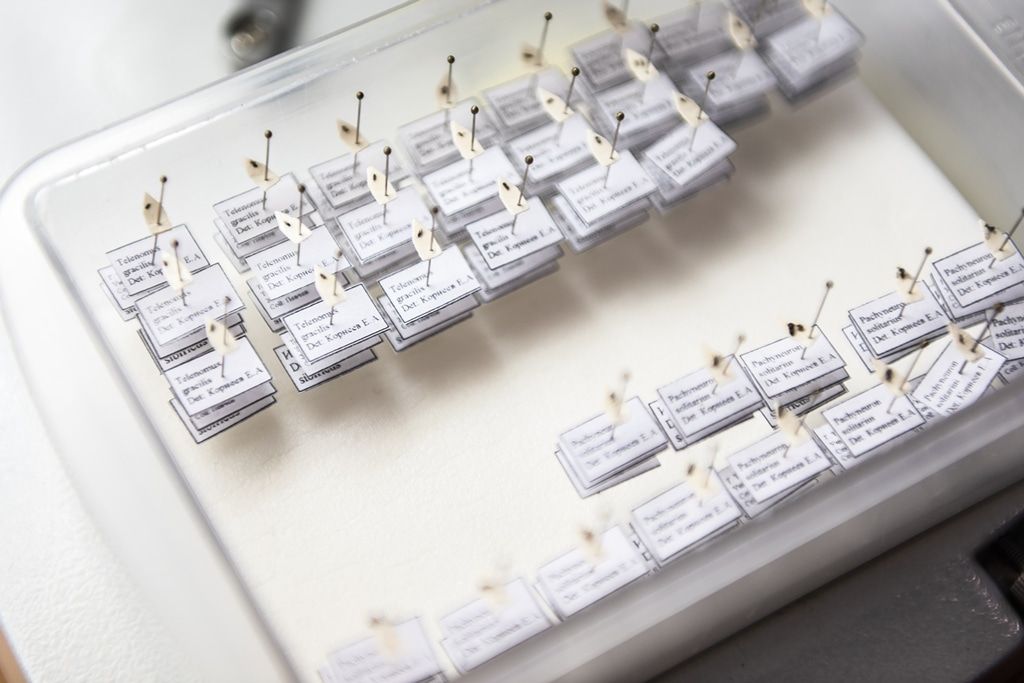 Образование и наука, ТГУ, Томские новости, шелкопряд в городе личинки зараза распространение бабочки Ученые нашли паразита, снижающего численность шелкопряда в Томске