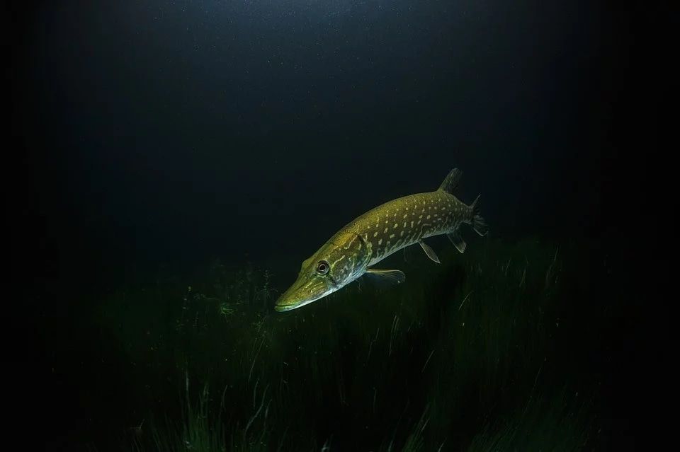 Предприятия Томска и области, Томские новости, следователи рыба нарушения Следователи проверят информацию о двукратном превышении концентрации ртути в рыбе колпашевского завода