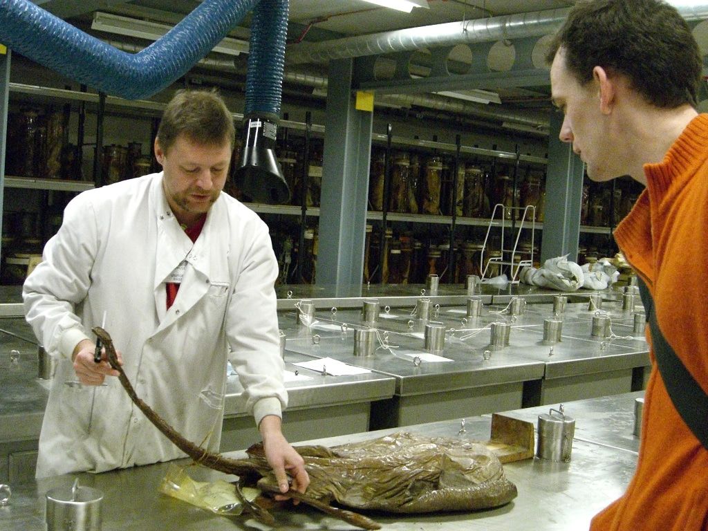 Образование и наука, Томские новости, рыбы акулы морские гады океанологи посчитали рыбу Томский ученый с коллегой посчитали акул, скатов и химер в трех морях