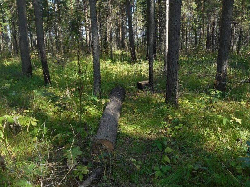 Криминал, Томские новости, срубил деревья черные лесоруб дровосек рубить деревья в Тимирязево Жителю Томского района грозит до 4 лет колонии за вырубку 6 сосен