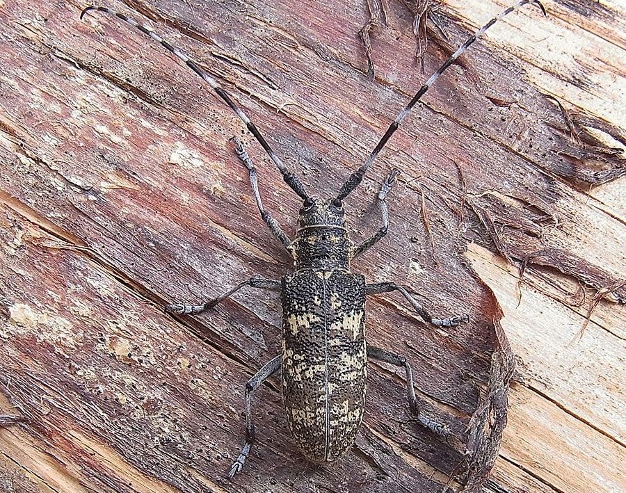 Природа, Томские новости, еловый учас жуки распространение карантин очаг В одном из районов Томской области ввели карантин из-за елового усача