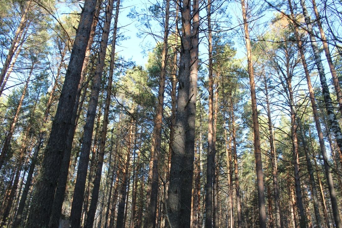 Криминал, Томские новости, суд уголовное дело леса береза сосна В Томской области предотвратили незаконную рубку на 13 млн рублей