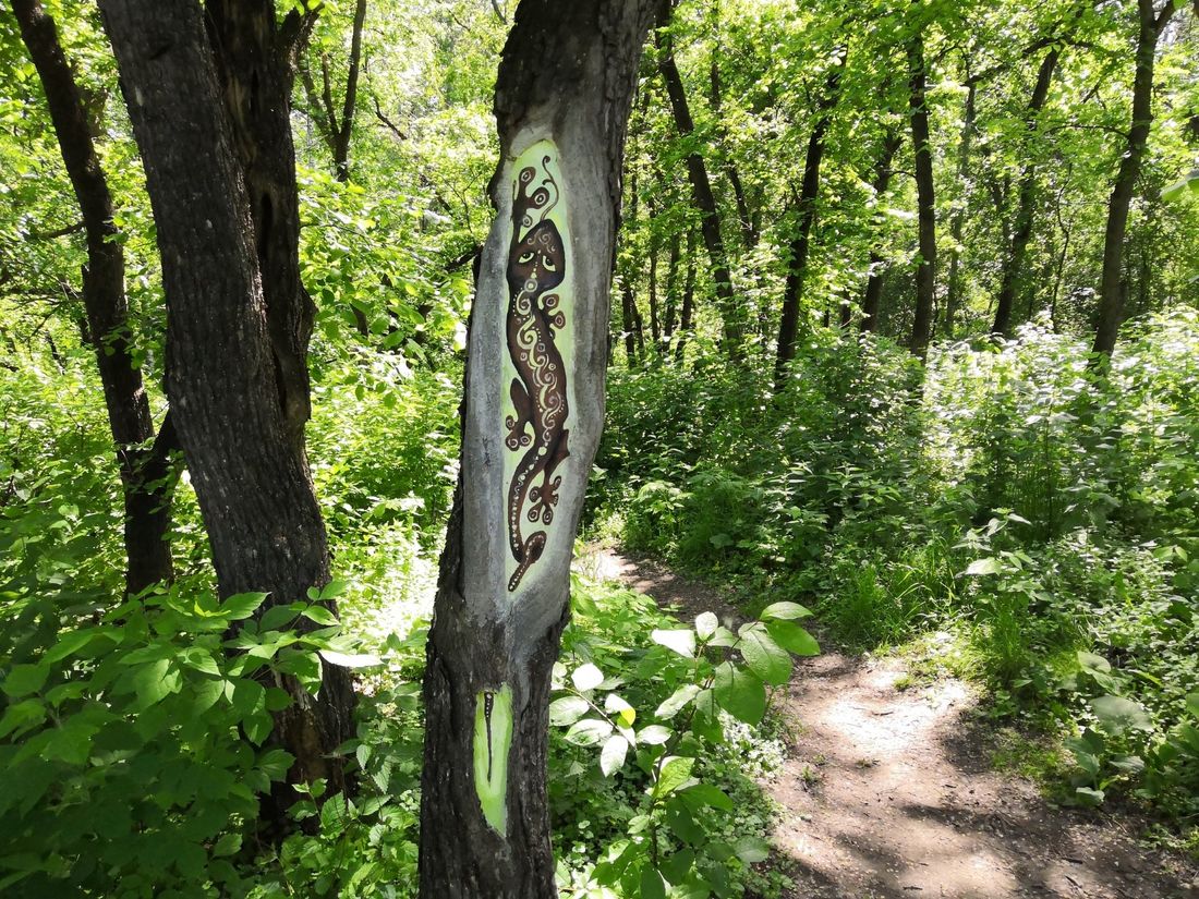 Конкурсы и акции, Томские новости, Экология, поддержка Михайловская роща экология спаси дерево Томичам предлагают расписать деревья в Михайловской роще