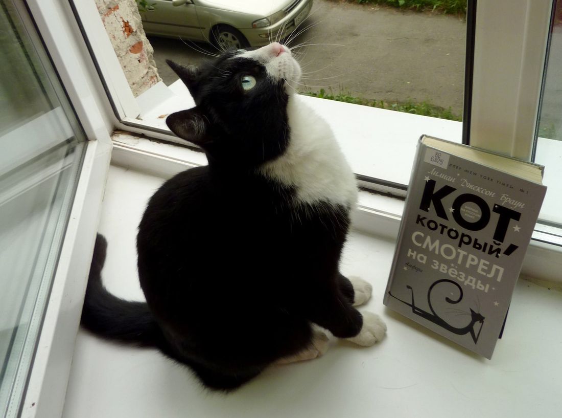 Томские новости, кот василий ТПУ научка библиотека томские котики Умер сторож библиотеки ТПУ кот Василий