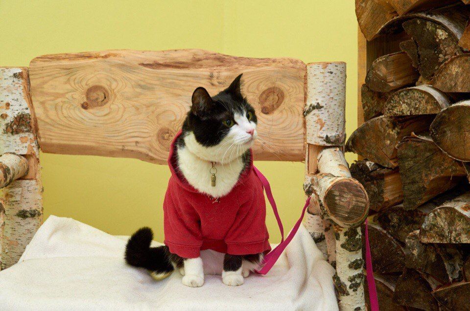 Благотворительность, Конкурсы и акции, Томские новости, кураторы деньги сбор помощи помочь животным вещи продать куда деть ненужное Завтра в Томске стартует гаражная ZOOраспродажа