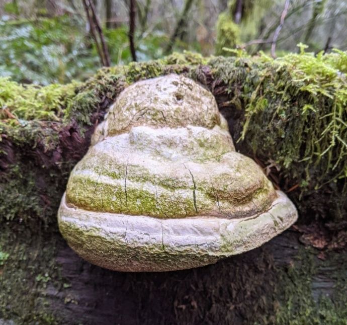 Природа, Томские новости, лиственница гриб растения красная книга исчезающий вид интересные новости Томска Гриб-паразит Лиственничная губка попал в Красную книгу Томской области