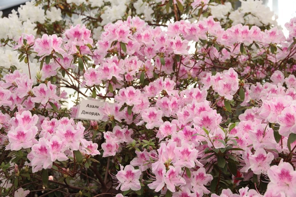 Зелень в городе, Томские новости, цветы зелень экспозиция оранжерея куда сходить интересные новости Томска В томском Ботсаду зацвели Нежная принцесса, Дюймовочка и Кокетка