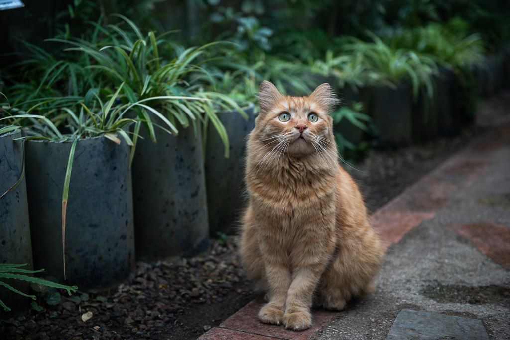 Котики, Происшествия, Томские новости, Иннокентий кот пропал поиск животные музей В Томске пропал символ Ботанического сада ТГУ кот Иннокентий