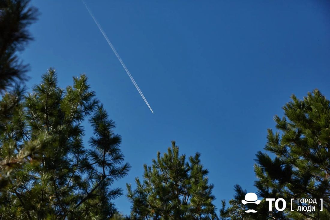 Криминал, Погода и природа, Томские новости, кедры выкопали растения браконьеры деревья тайга В Томском районе неизвестные выкопали 50 кедров