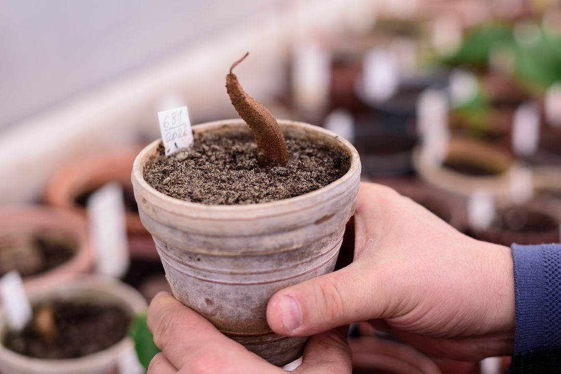 Зелень в городе, Образование и наука, ТГУ, Томские новости, ботсад ТГУ зелень растения интересные новости Томска выведение В томском Ботсаду в третий раз пытаются вырастить дуриан