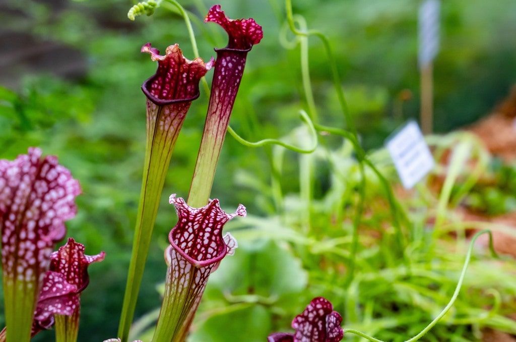 Зелень в городе, ТГУ, Томские новости, растения флора выставка ботанический сад ботсад интересные новости Томска В томском Ботсаду открылась выставка хищных растений