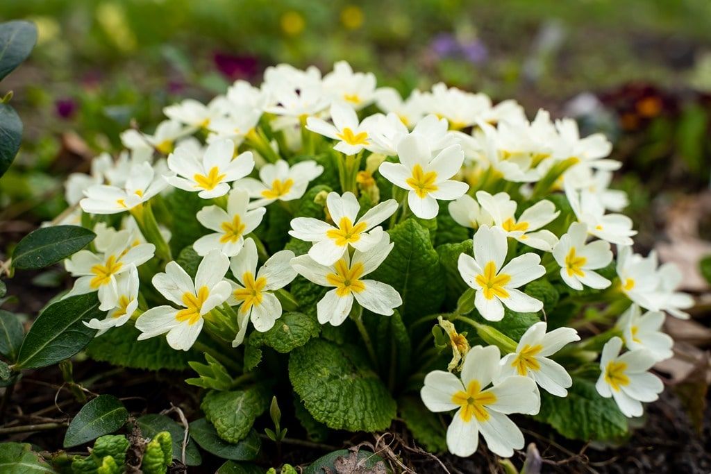 Зелень в городе, Томские новости, растения цветы мероприятия куда сходить экскурсии ботсад ТГУ госуниверситет День растений в Томске отметят фестивалем весенних цветов