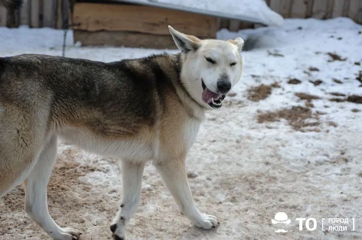 Безопасность, Городское благоустройство, Томские новости, отлов животных бродячие животные собаки интересные новости Томска безопасность Новый подрядчик по отлову животных начинает работать в Томске