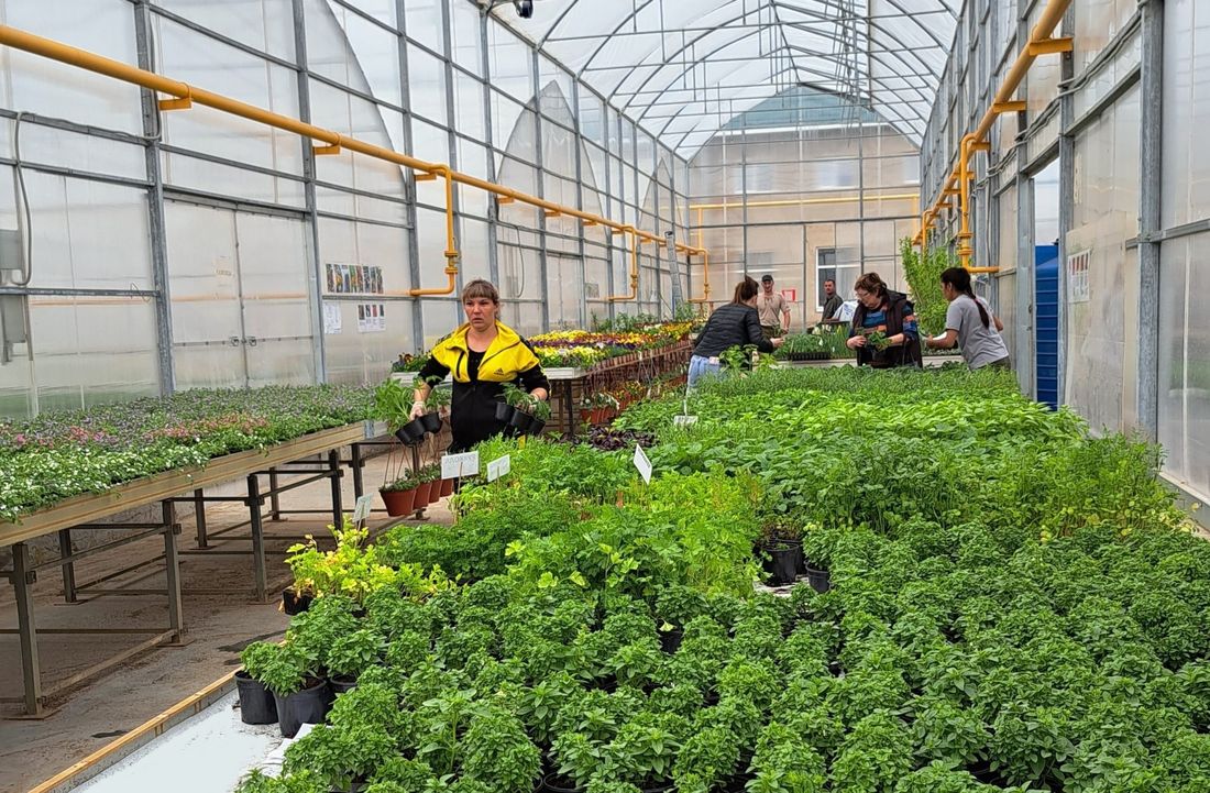 Зелень в городе, Томские новости, саженцы рассада интересные новости Томска садоводы Для томских садоводов-любителей подготовили около 350 тыс. корней разнообразной рассады