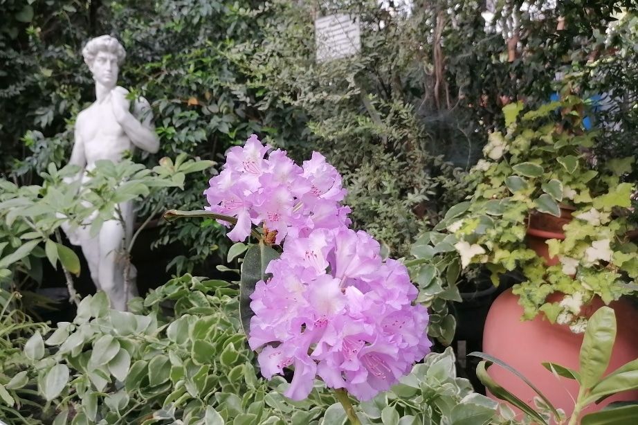 Зелень в городе, ТГУ, Томские новости, мед растение цветки цветение интересные новости оранжерея куда сходить интересные новости В томском ботсаду зацвел рододендрон, дающий «бешеный мёд»