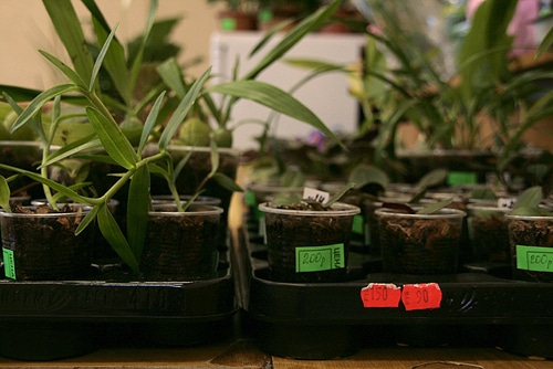 Саженцы растений