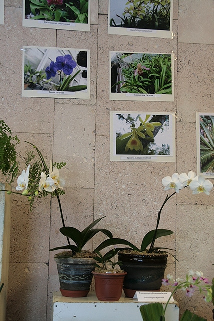 Ботанический сад. Орхидеи