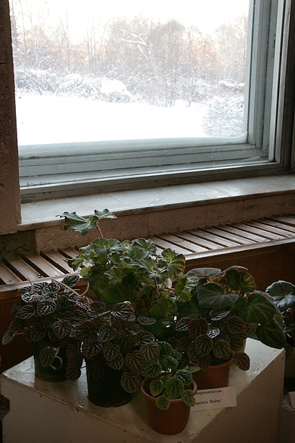 Ботанический сад, выставка редких растений