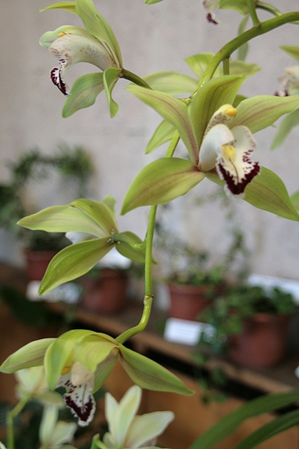 Орхидеи в ботаническом саду