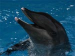 Томский Обзор, новости, Мировые новости Биологи утверждают, что субмарины доводят дельфинов до самоубийства Биологи утверждают, что субмарины доводят дельфинов до самоубийства
