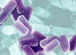 Томский Обзор, новости, Мировые новости Биологи подслушали разговоры бактерий Биологи подслушали разговоры бактерий