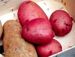 Томский Обзор, новости, Мировые новости Ученые нашли прародину современного картофеля Ученые нашли прародину современного картофеля