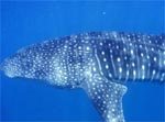 Томский Обзор, новости, Мировые новости Астрономы научили биологов различать китовых акул Астрономы научили биологов различать китовых акул