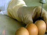 Томский Обзор, новости, Мировые новости Европейские эксперты не рекомендуют употреблять в пищу сырые куриные яйца Европейские эксперты не рекомендуют употреблять в пищу сырые куриные яйца