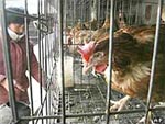 Томский Обзор, новости, Мировые новости Вспышка "птичьего гриппа" зарегистрирована в Китае Вспышка "птичьего гриппа" зарегистрирована в Китае