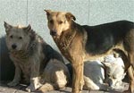 Томский Обзор, новости, Мировые новости В Москве в этом году может быть принят закон, запрещающий убивать бездомных животных В Москве в этом году может быть принят закон, запрещающий убивать бездомных животных