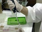 Томский Обзор, новости, Мировые новости От "птичьего гриппа" в Таиланде умер пятилетний ребенок От "птичьего гриппа" в Таиланде умер пятилетний ребенок