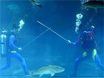 Томский Обзор, новости, Мировые новости В Китае стартуют подводные Олимпийские Игры В Китае стартуют подводные Олимпийские Игры