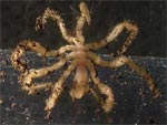 Томский Обзор, новости, Мировые новости В водах Антарктики обнаружены гигантские морские пауки В водах Антарктики обнаружены гигантские морские пауки