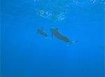 Томский Обзор, новости, Мировые новости На дельфинов прекратят охотится из-за ртути На дельфинов прекратят охотится из-за ртути