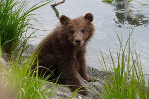 Томские новости, Молодой медведь вышел на полосу вертодрома в Томской области Молодой медведь вышел на полосу вертодрома в Томской области