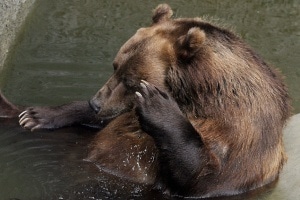 Томские новости, Медведь Будулай из северского зоопарка не хочет впадать в спячку Медведь Будулай из северского зоопарка не хочет впадать в спячку