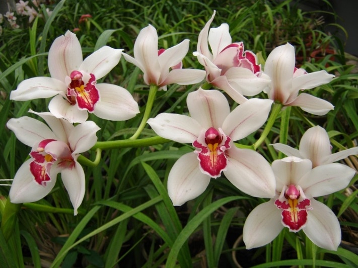 Томские новости, В Сибирском ботаническом саду зацвели орхидеи В Сибирском ботаническом саду зацвели орхидеи