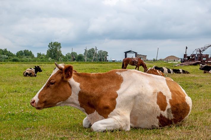 ЗД ТО, Томские новости, осеменение коровы субсидии Томские сельские ИП смогут получать субсидии на осеменение коров