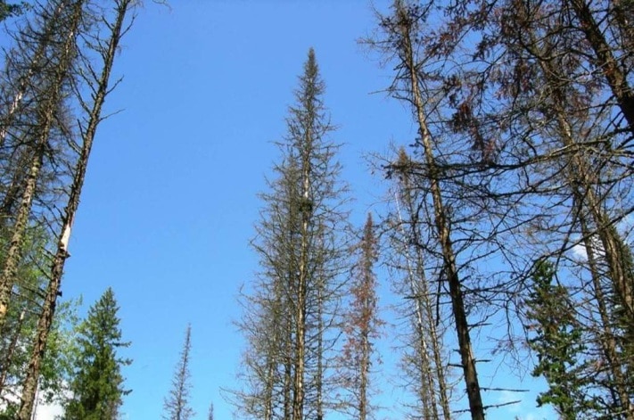 Образование и наука, Томские новости, Томские ученые нашли новый способ защиты деревьев от короеда Томские ученые нашли новый способ защиты деревьев от короеда