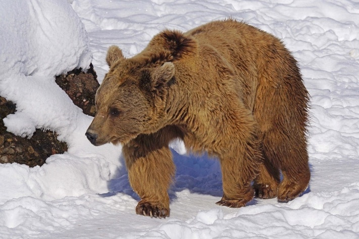 Томские новости, В Томской области открывается охота на бурого медведя В Томской области открывается охота на бурого медведя