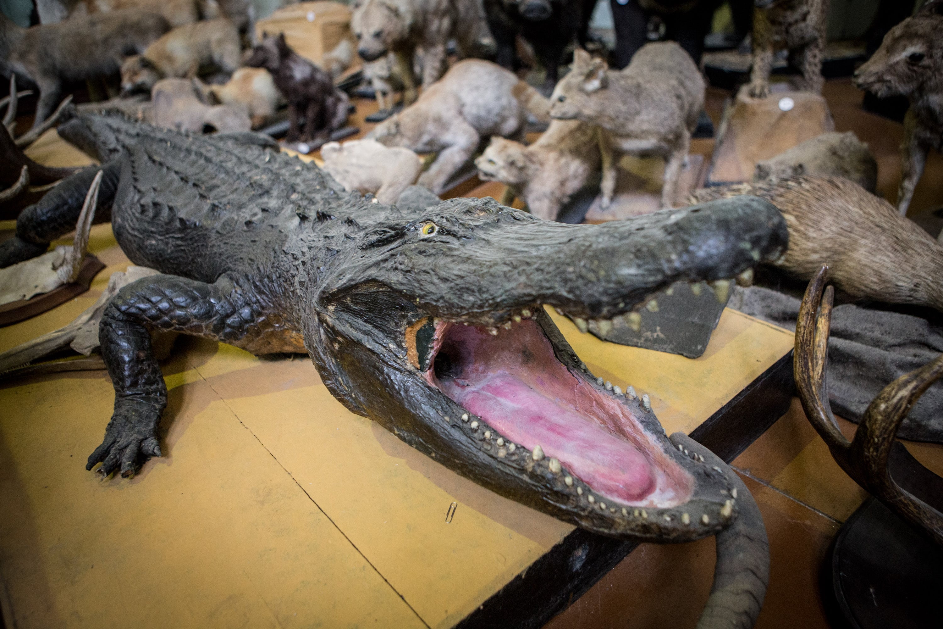 "Ночь в музее - 2016". Фотоэкскурсия: Зоологический музей ТГУ Фотокалендарь